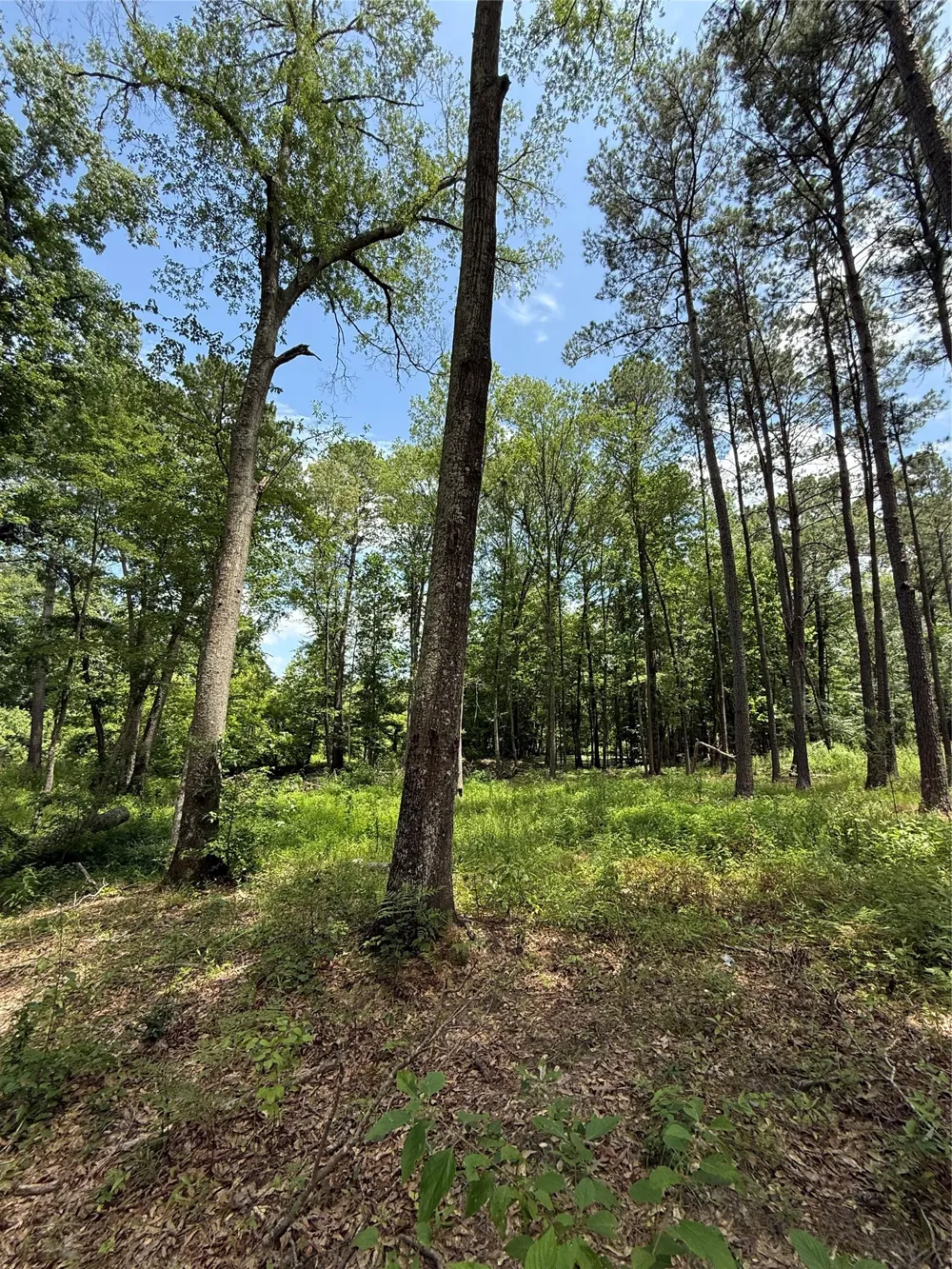 Pr 1332 Elysian Fields, TX 75642