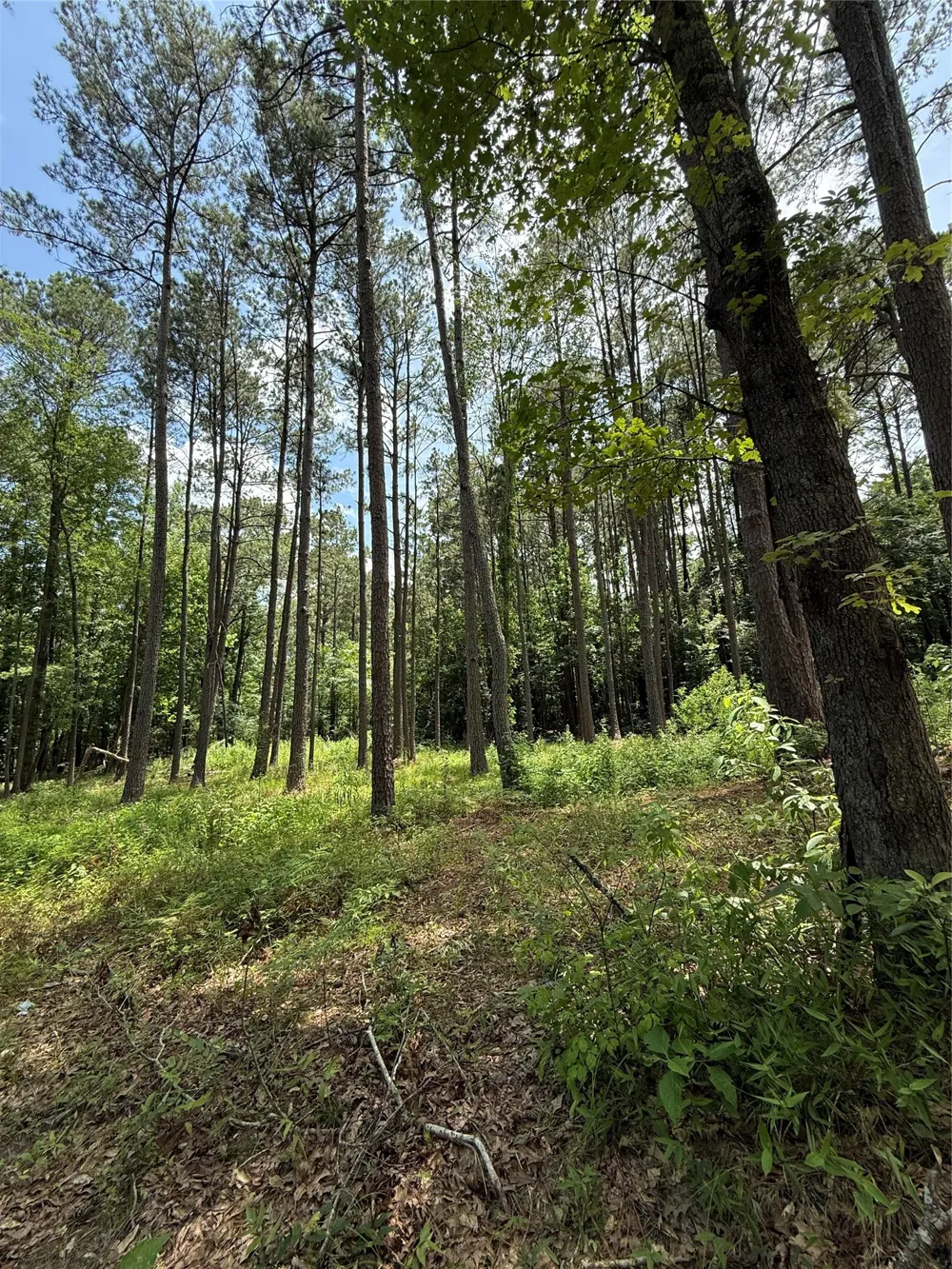 Pr 1332 Elysian Fields, TX 75642