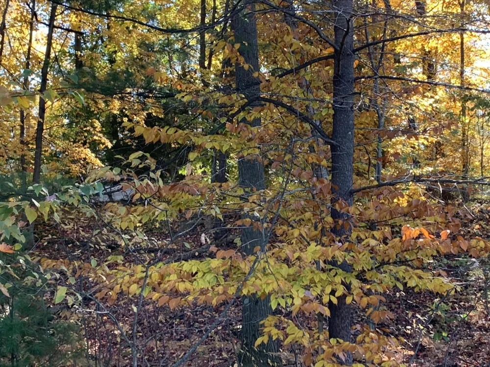 E Rossel Lake Road Walkerville, MI 49459