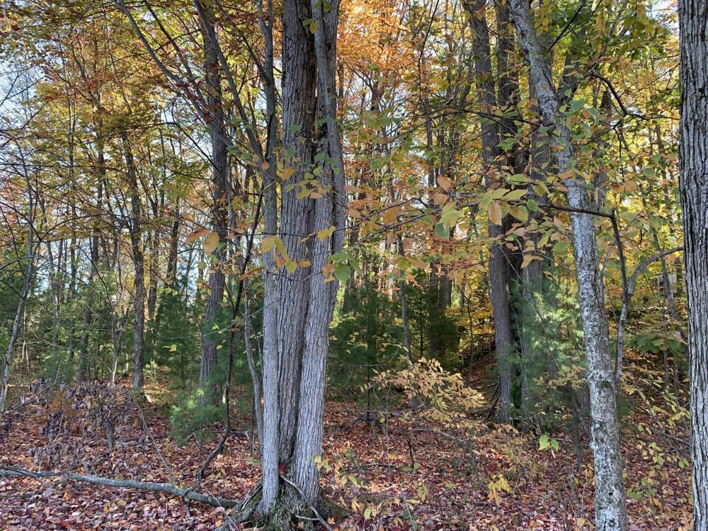 E Rossel Lake Road Walkerville, MI 49459