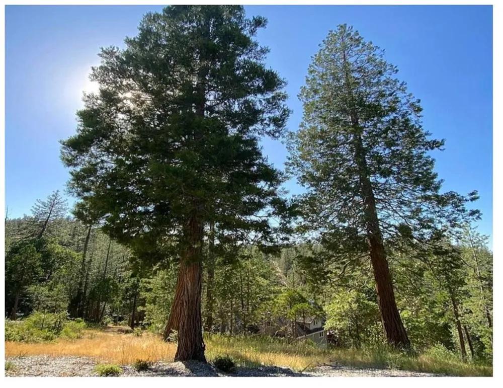 Pine Mountain Drive Groveland, CA 95321