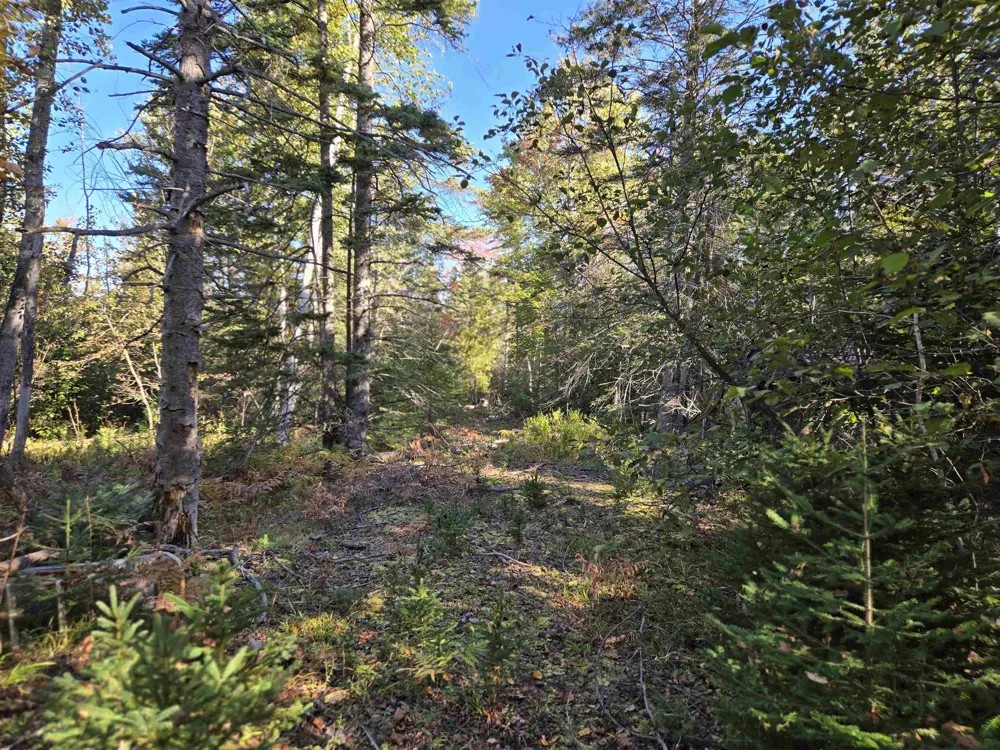 5971 E Point Road Haynes Township, MI 48740