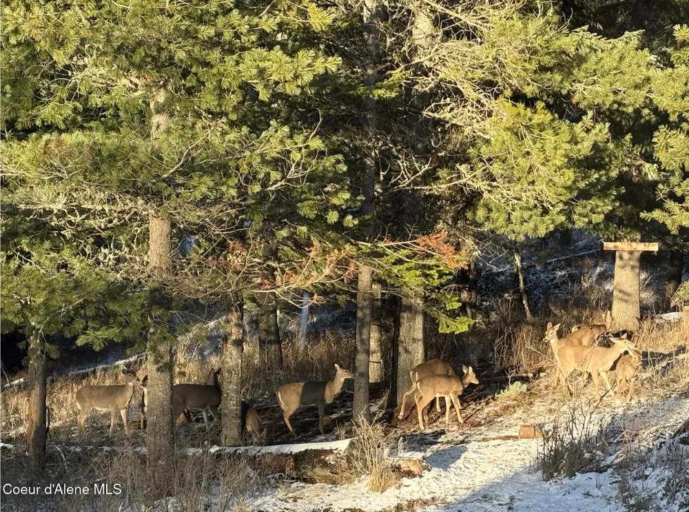 833 Drummond Peak Road Kingston, ID 83839