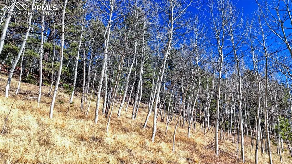 80 Beaver Pond Road Divide, CO 80814