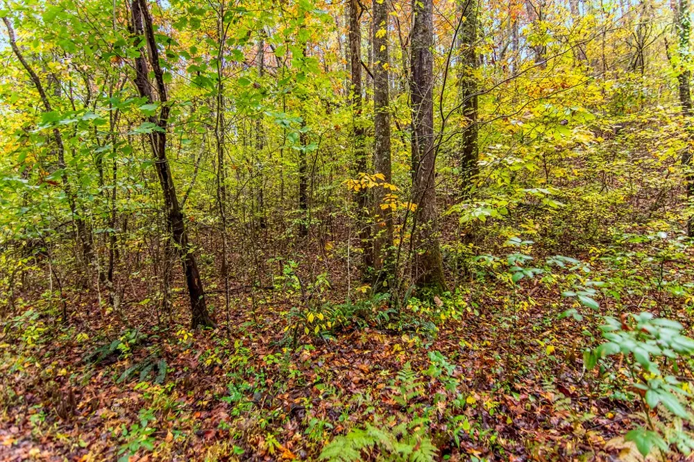 5618 Highway 52 Dawsonville, GA 30534