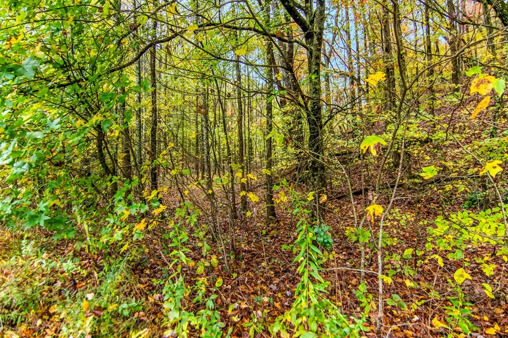 5618 Highway 52 Dawsonville, GA 30534