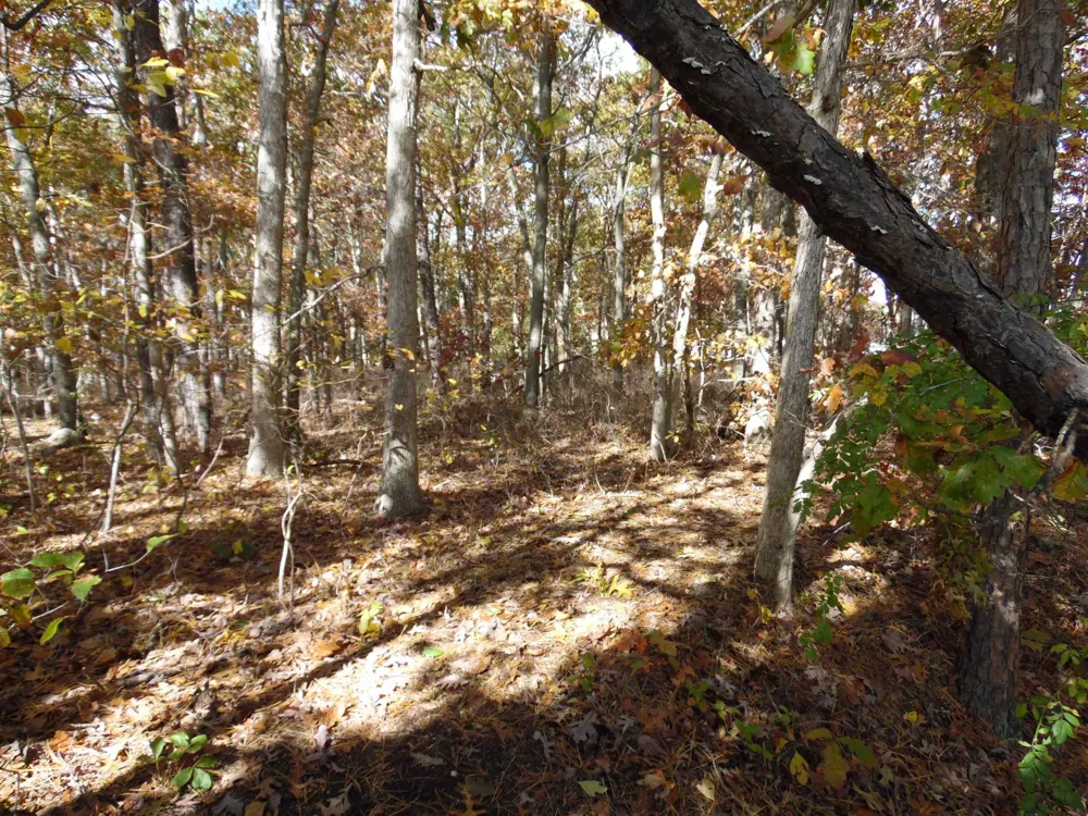 00 HOLLY Ave Galloway Township, NJ 08205