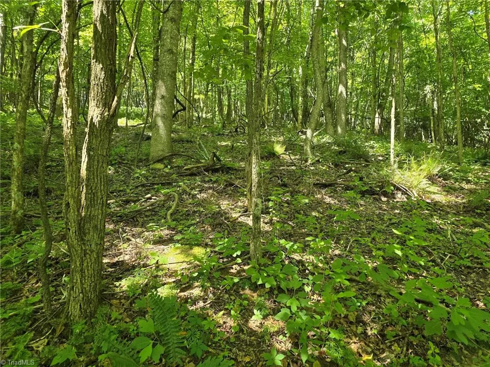TBD 66 White Tail Trail West Jefferson, NC 28694