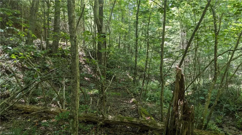 1501 Buckwheat Road McGrady, NC 28649