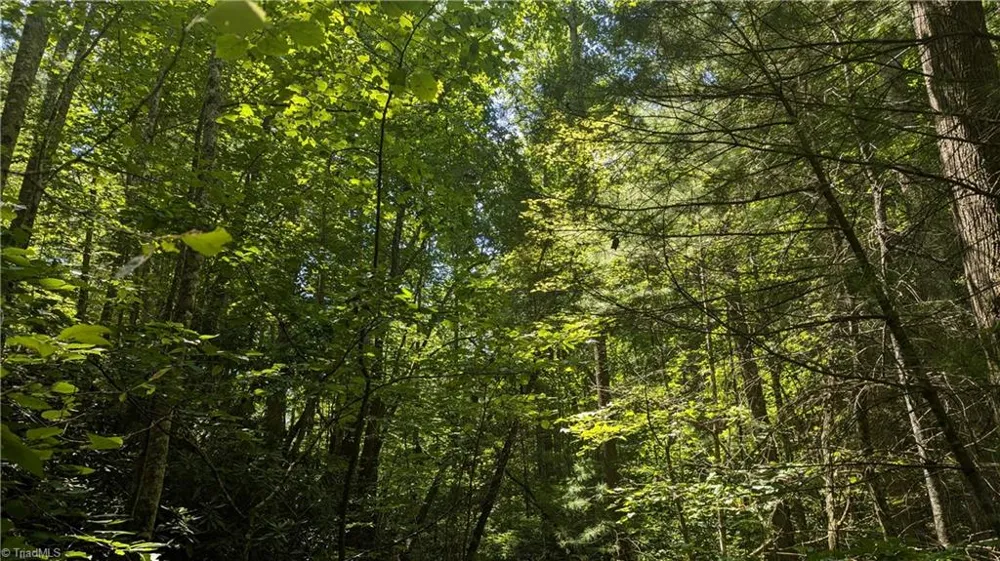 1501 Buckwheat Road McGrady, NC 28649