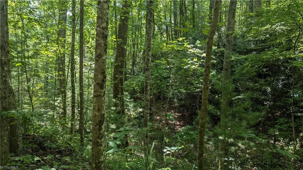 1501 Buckwheat Road McGrady, NC 28649