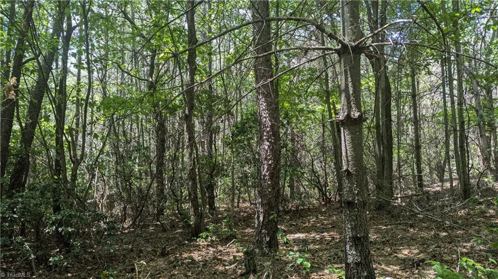 1501 Buckwheat Road McGrady, NC 28649