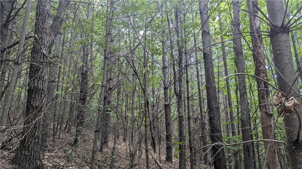 1501 Buckwheat Road McGrady, NC 28649