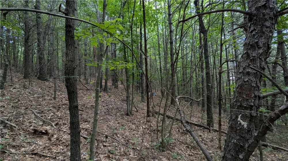 1501 Buckwheat Road McGrady, NC 28649