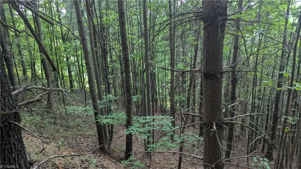 1501 Buckwheat Road McGrady, NC 28649