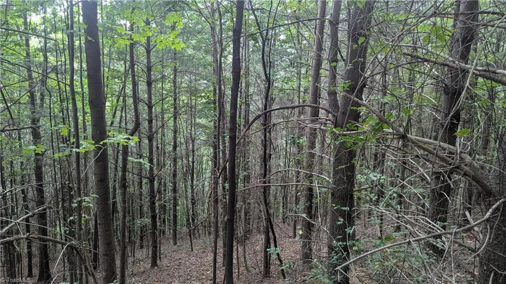 1501 Buckwheat Road McGrady, NC 28649