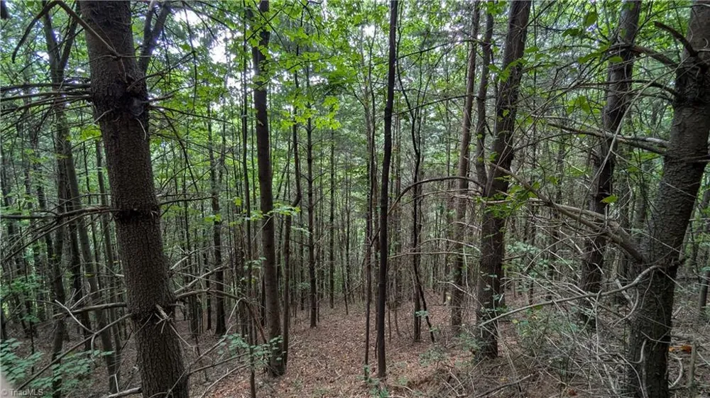1501 Buckwheat Road McGrady, NC 28649