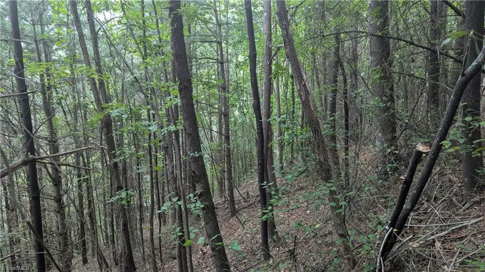 1501 Buckwheat Road McGrady, NC 28649