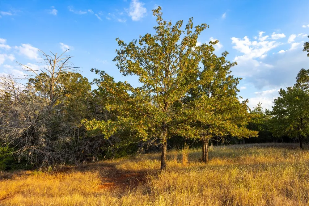 1400 Fm 535 Smithville, TX 78957