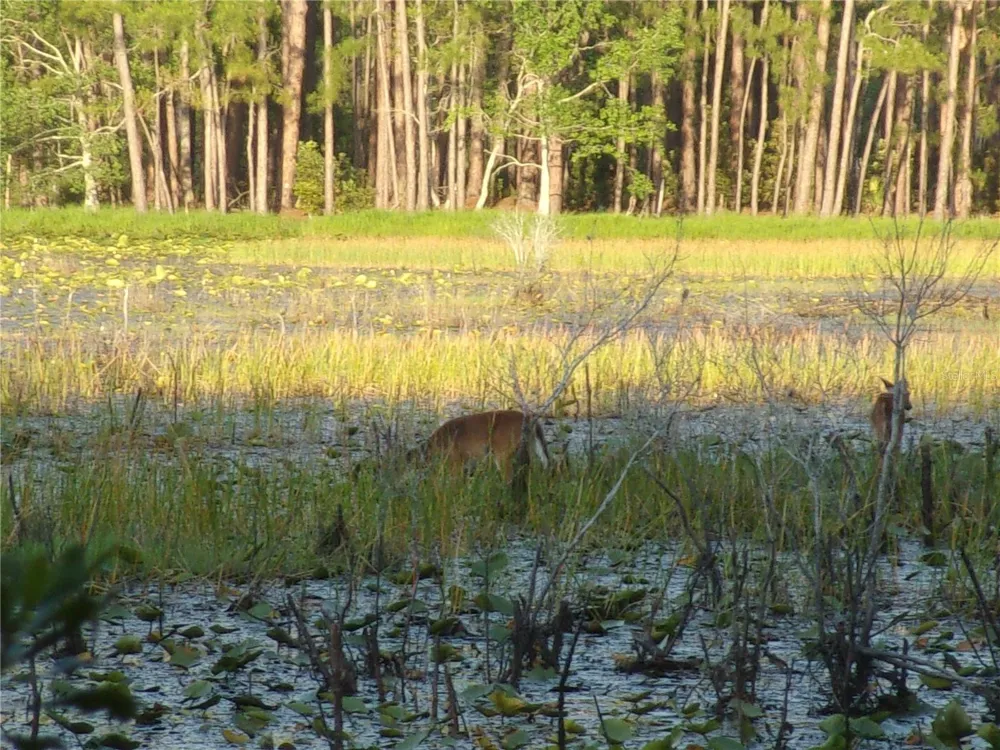 DEEP WOODS ROAD Paisley, FL 32767