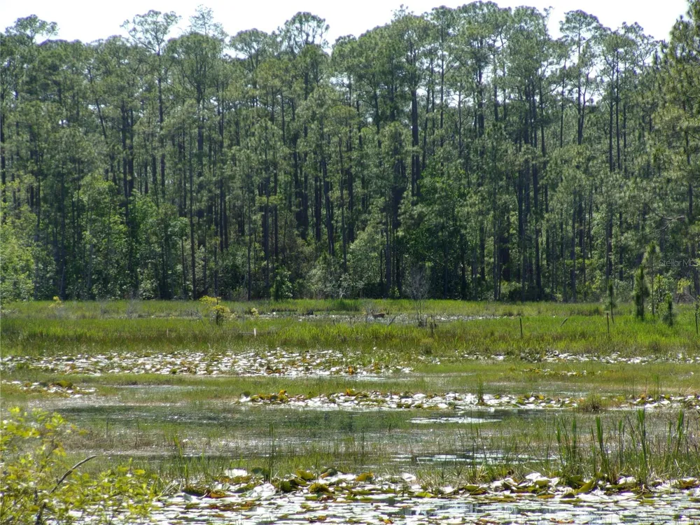 DEEP WOODS ROAD Paisley, FL 32767