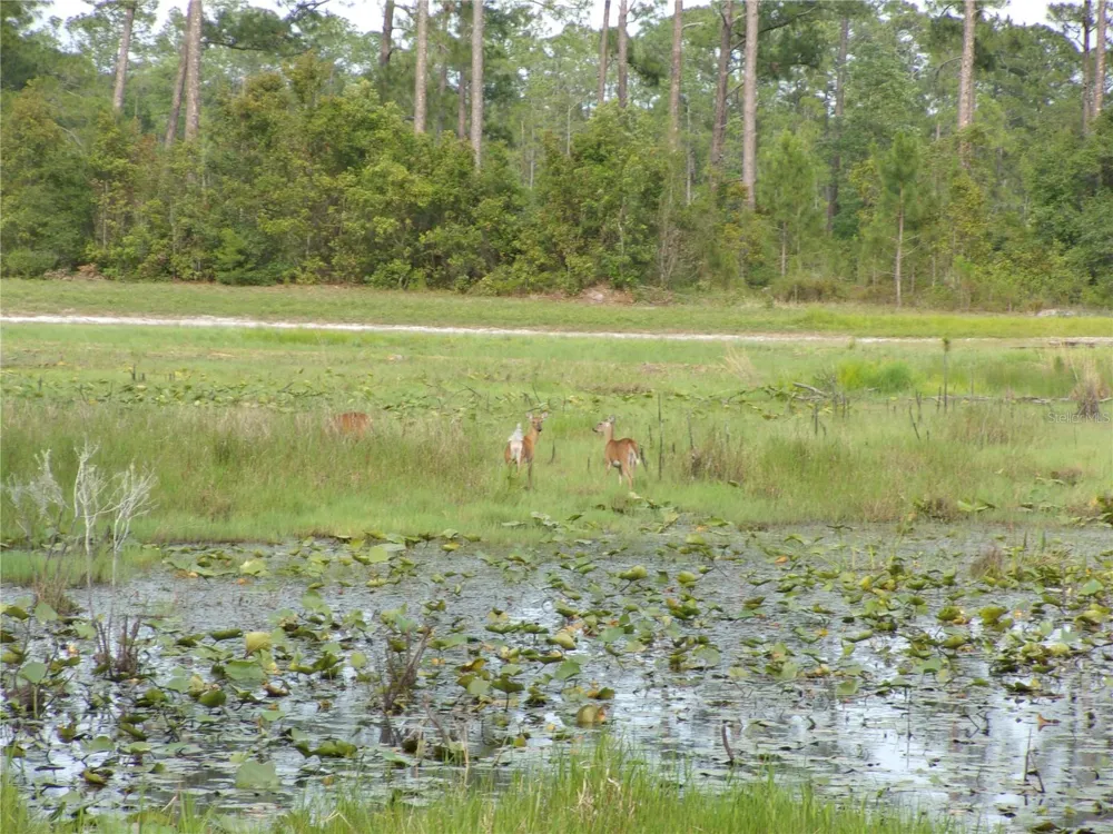 DEEP WOODS ROAD Paisley, FL 32767