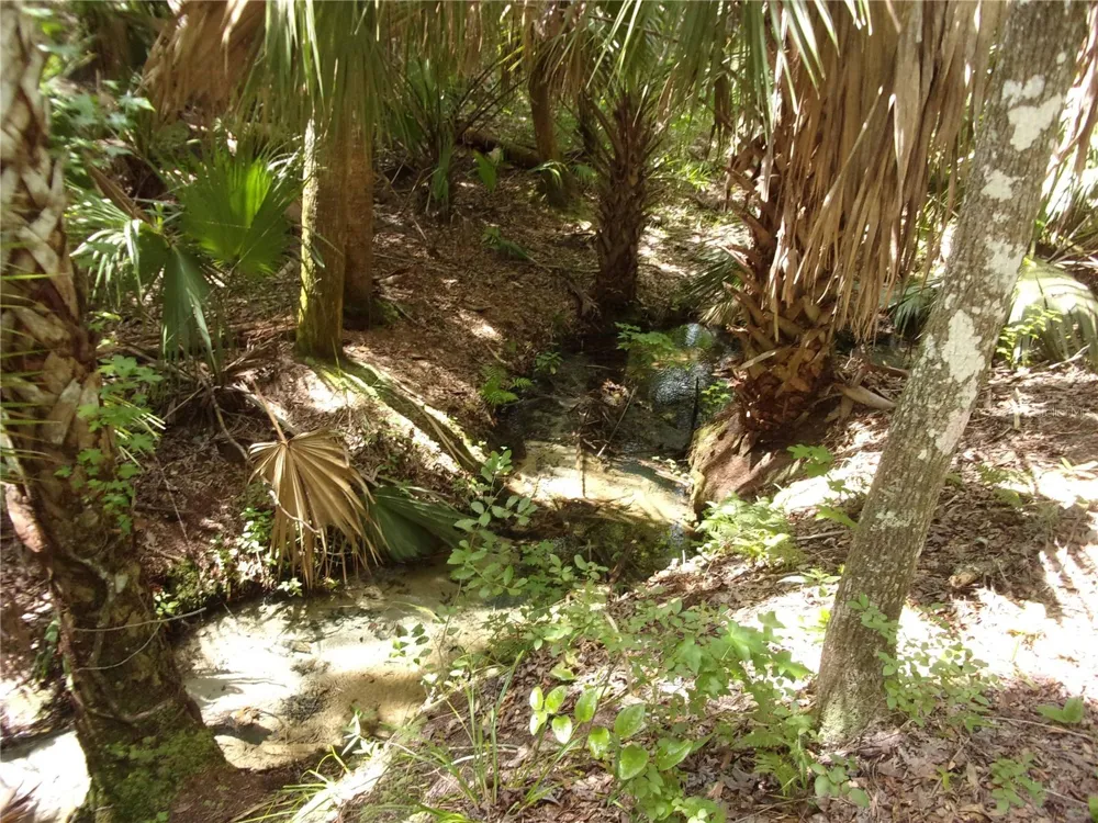 DEEP WOODS ROAD Paisley, FL 32767