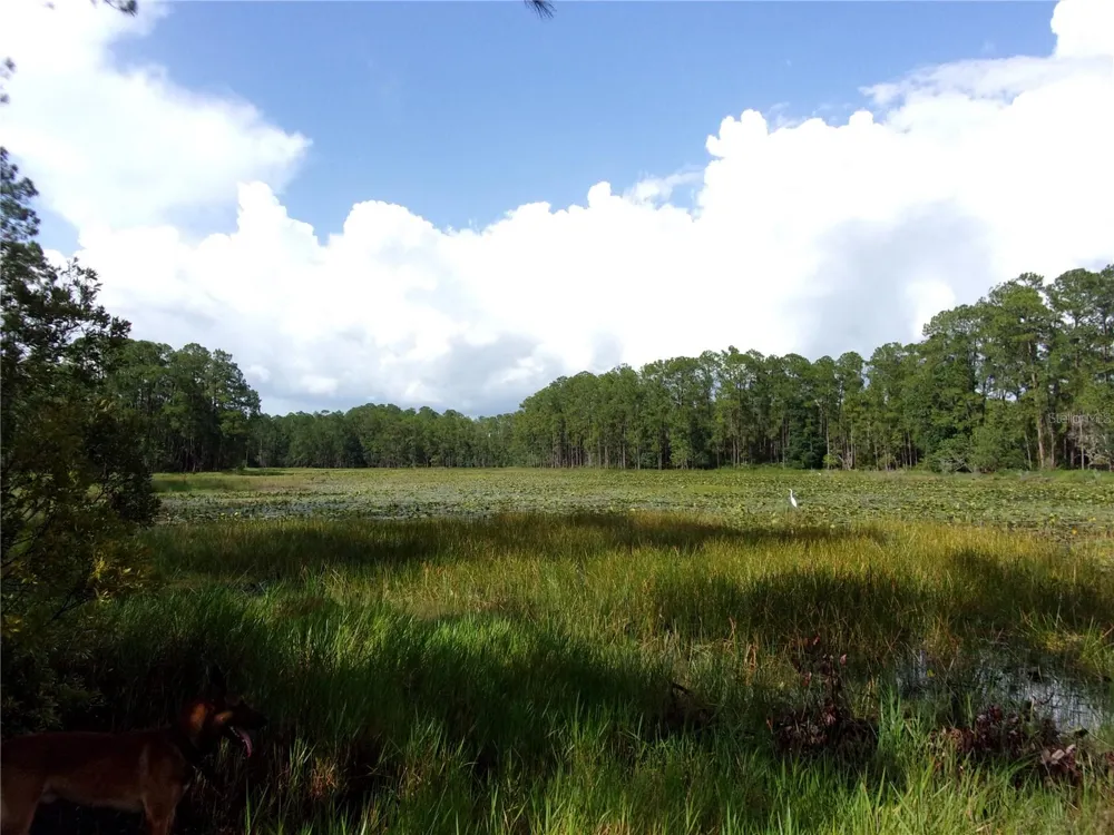 DEEP WOODS ROAD Paisley, FL 32767