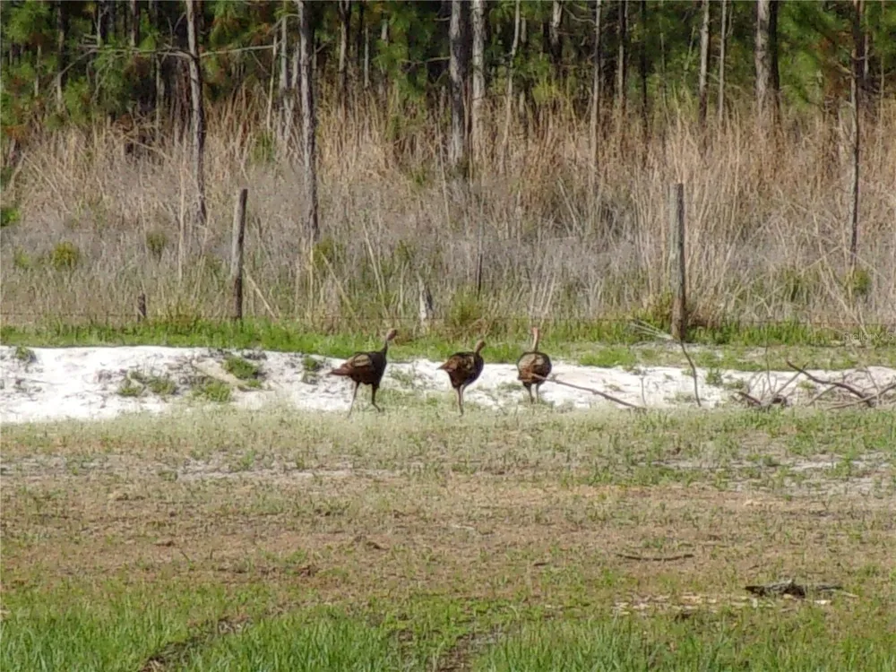 DEEP WOODS ROAD Paisley, FL 32767