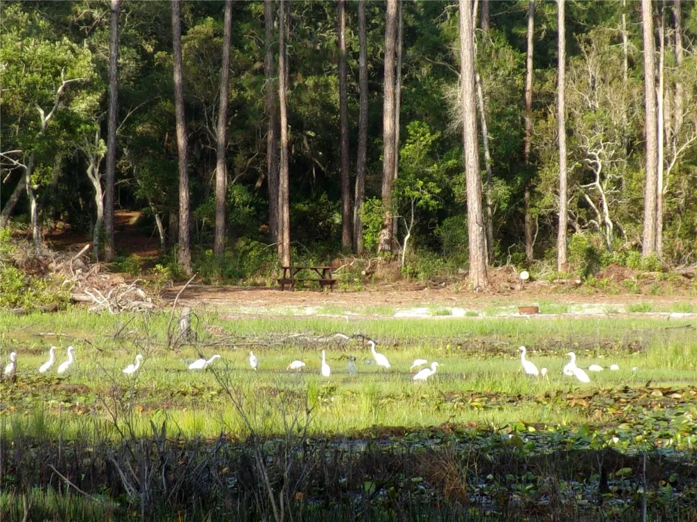 DEEP WOODS ROAD Paisley, FL 32767