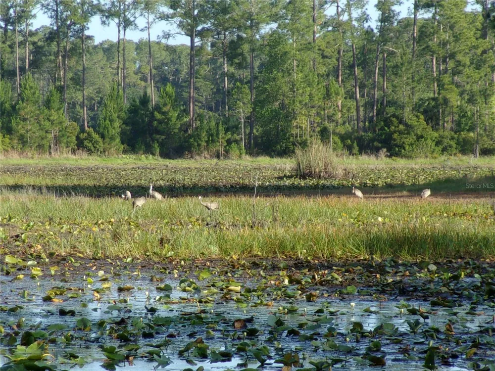 DEEP WOODS ROAD Paisley, FL 32767