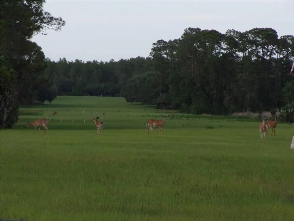 DEEP WOODS ROAD Paisley, FL 32767