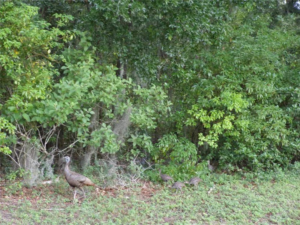 DEEP WOODS ROAD Paisley, FL 32767