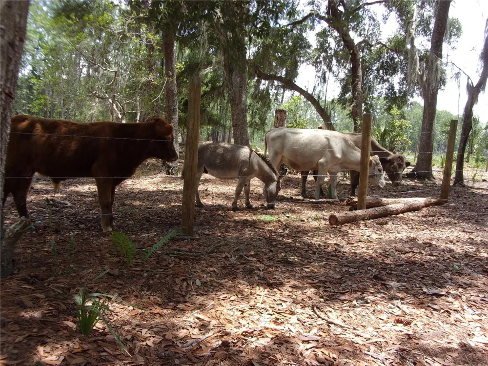 DEEP WOODS ROAD Paisley, FL 32767