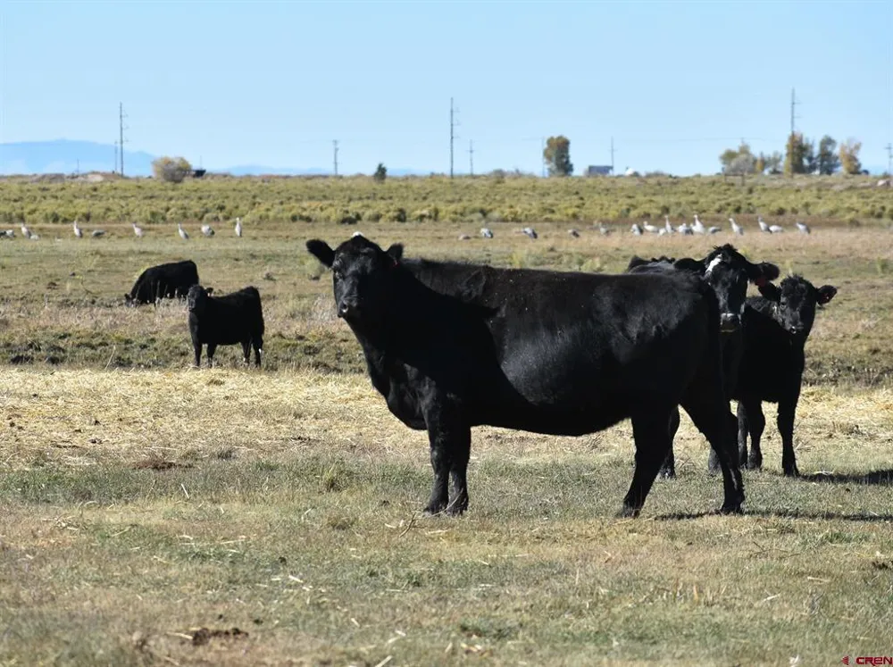 County Road 15.5 Blanca, CO 81123