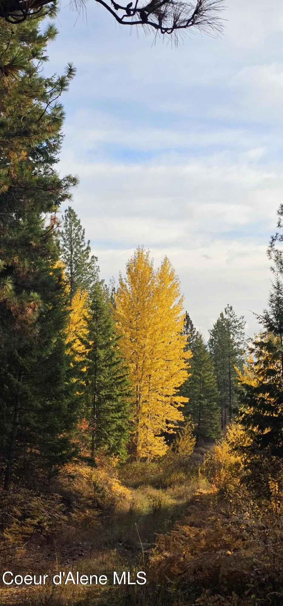 125 Tracker Way Priest River, ID 83856