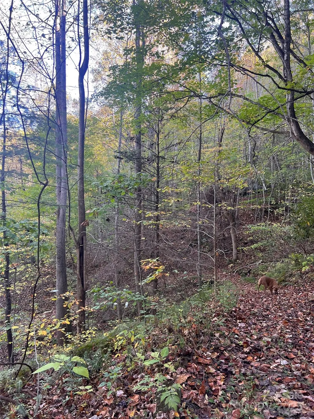9999 Fox Town Road Hot Springs, NC 28743