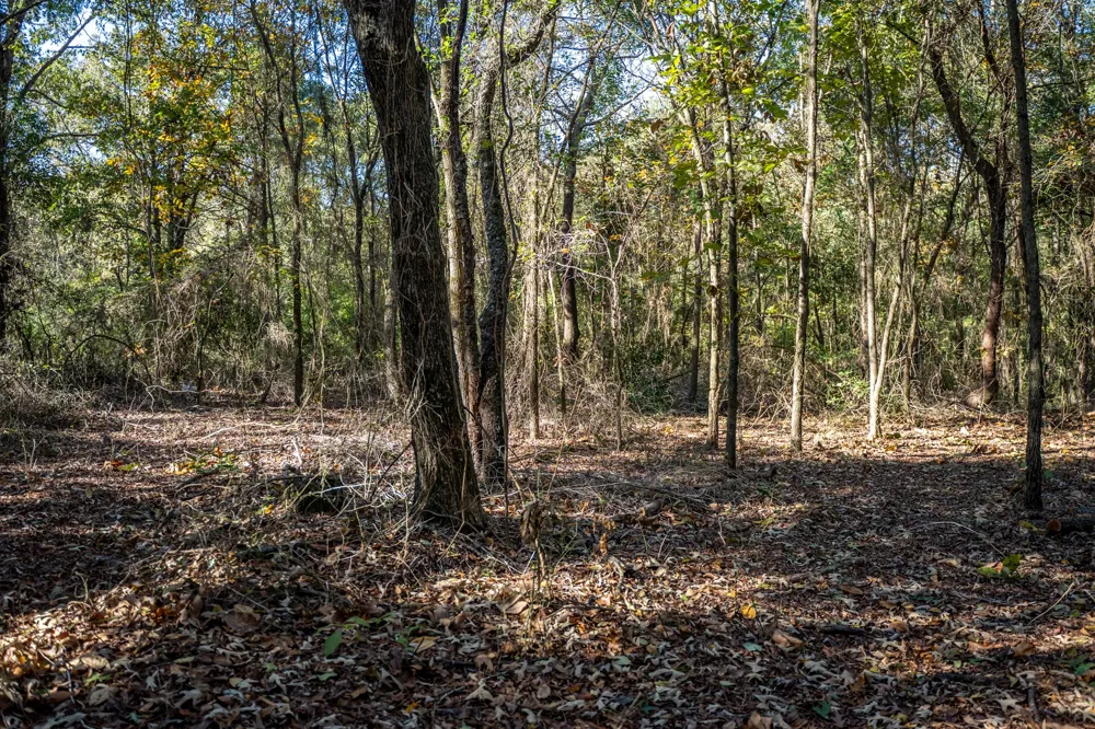 County Road 4105 Daingerfield, TX 75638