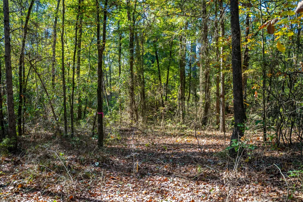 County Road 4105 Daingerfield, TX 75638