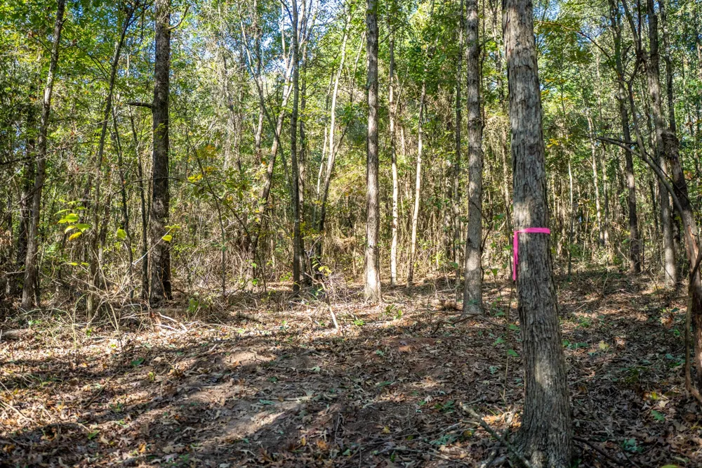 County Road 4105 Daingerfield, TX 75638