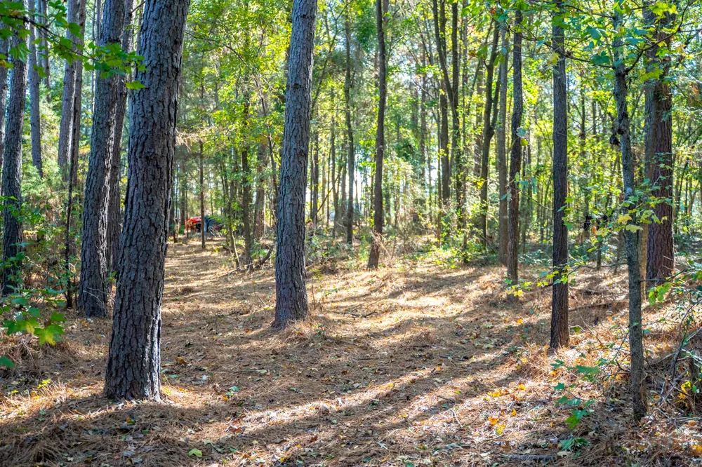 County Road 4105 Daingerfield, TX 75638