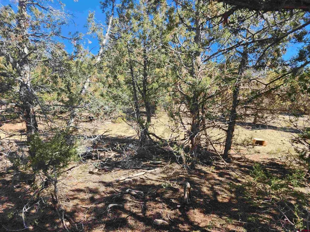 242 Fir Avenue Crawford, CO 81415