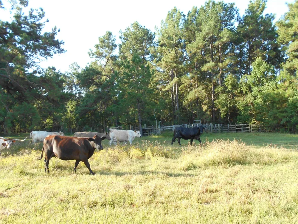 Old Beaumont Road Sour Lake, TX 77659