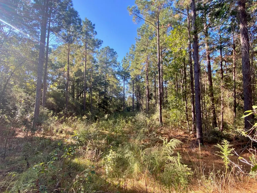 Cr 2265 Grapeland, TX 75844