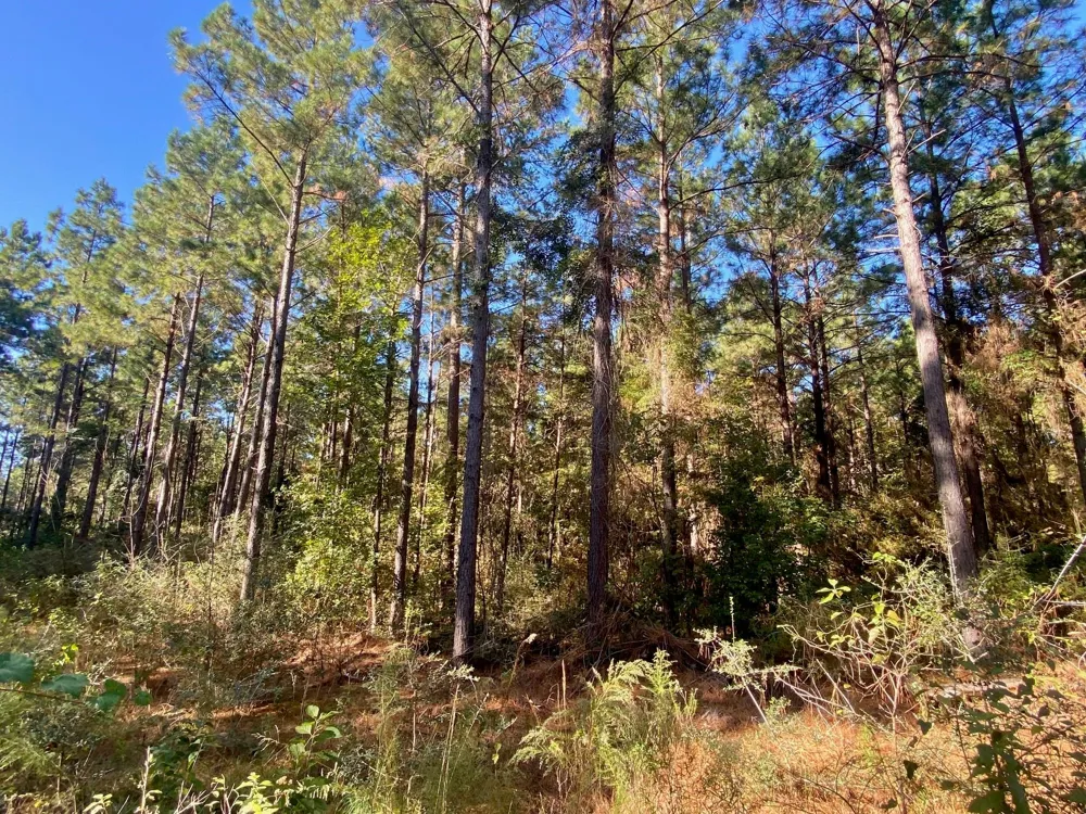 Cr 2265 Grapeland, TX 75844