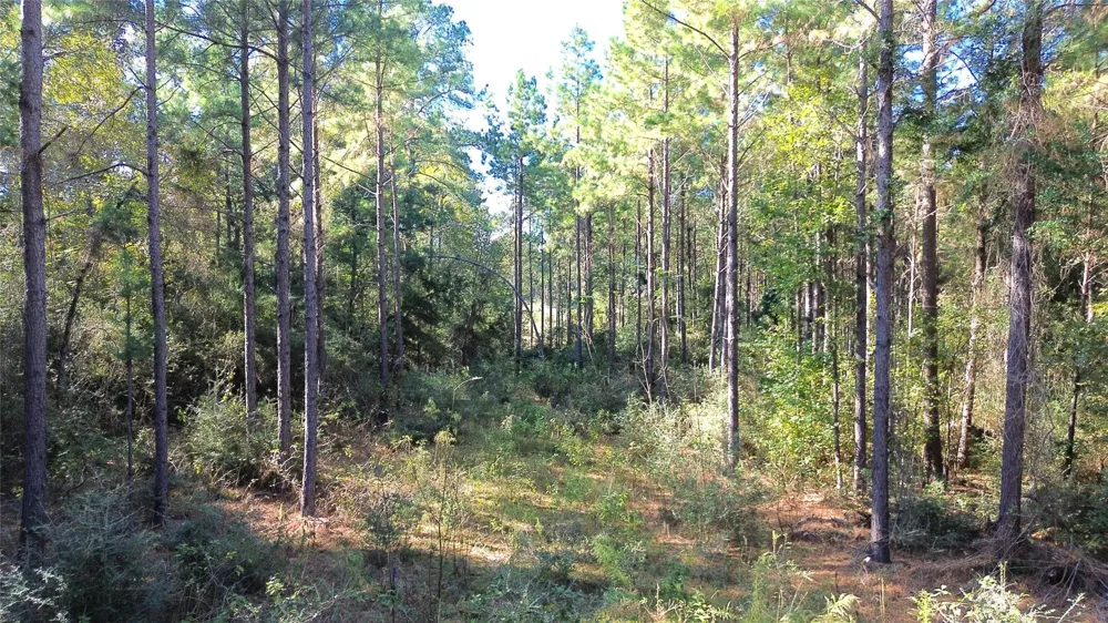 Cr 2265 Grapeland, TX 75844