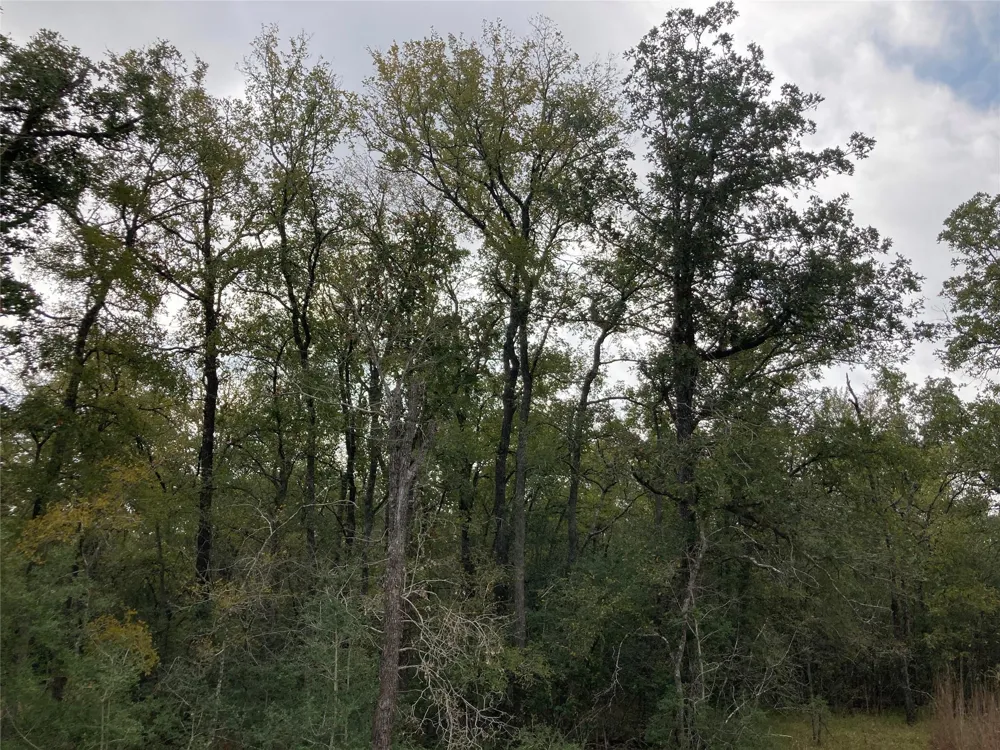 Pin Tail Cove Caldwell, TX 77836