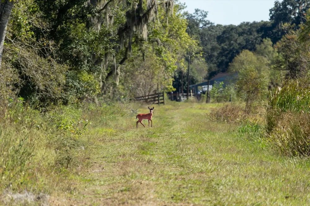 Cr 611 Angleton, TX 77515