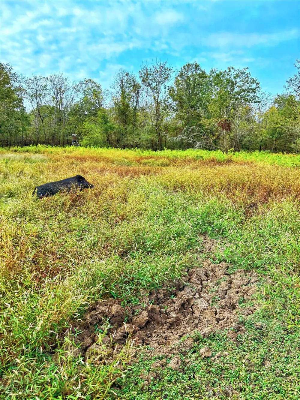 Cr 155 Centerville, TX 75833