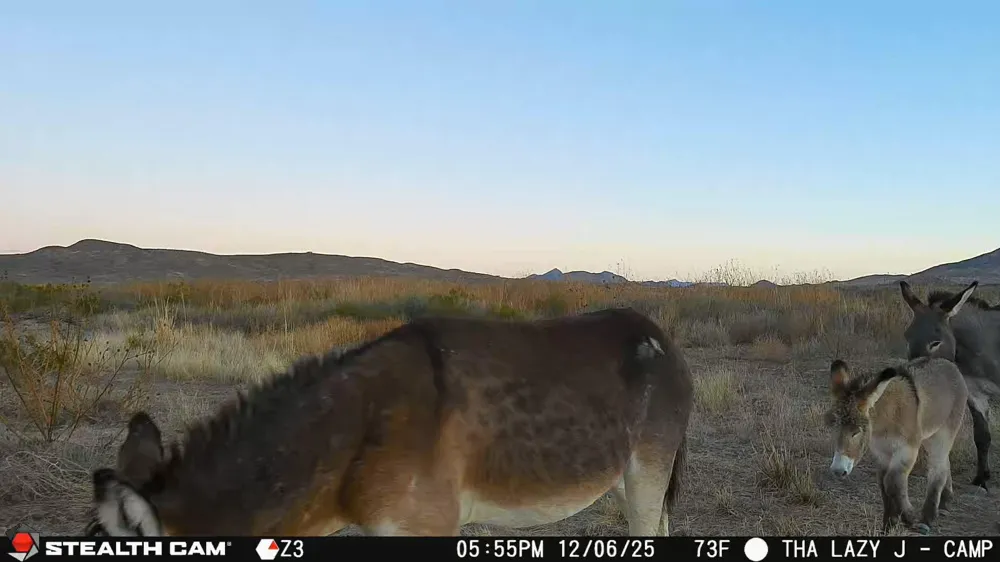 Mailbox Road Alpine, TX 79852